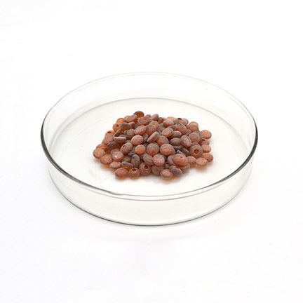 អុកស៊ីតកម្មជ័រពៅជ័រ